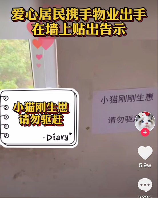 猫狗,流浪动物,抖音,温暖,正能量 猫狗,流浪动物,抖音,温暖,正能量
