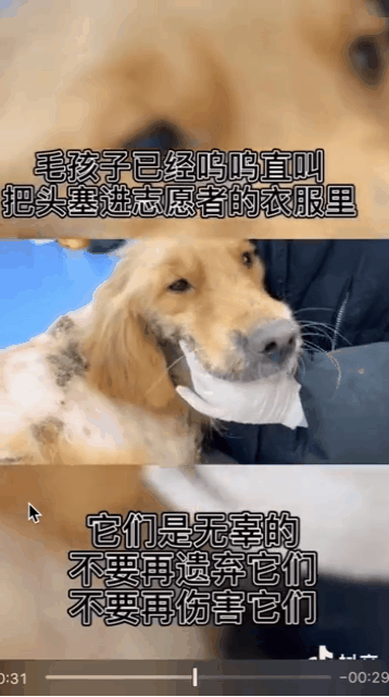 猫狗,流浪动物,抖音,温暖,正能量 猫狗,流浪动物,抖音,温暖,正能量