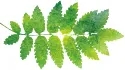 1.webp.jpg